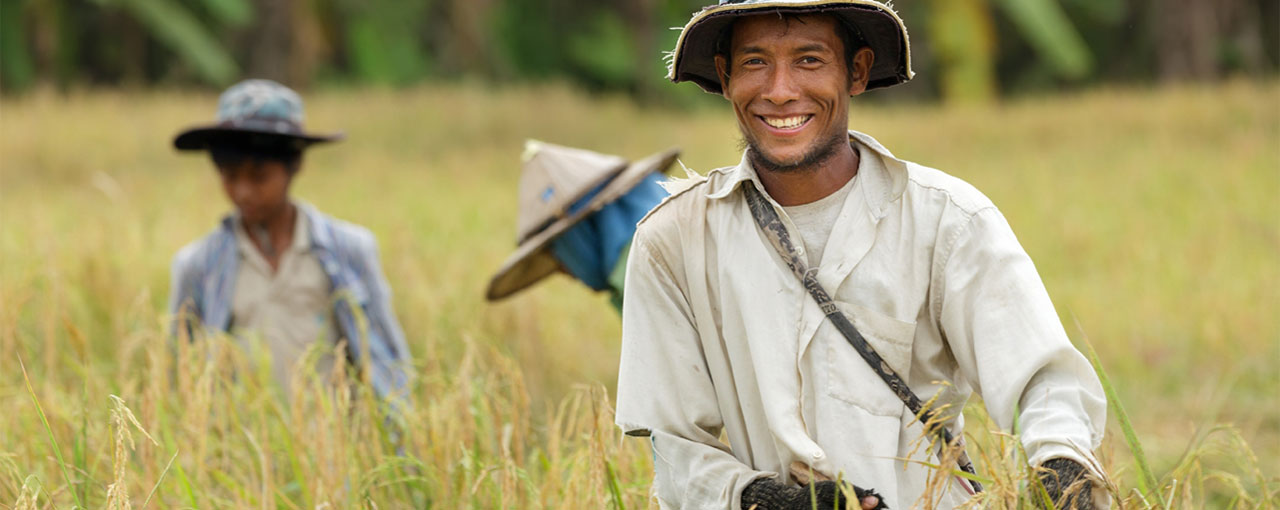 Man standing in a rice field