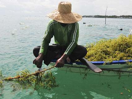 Person harvesting seaweed