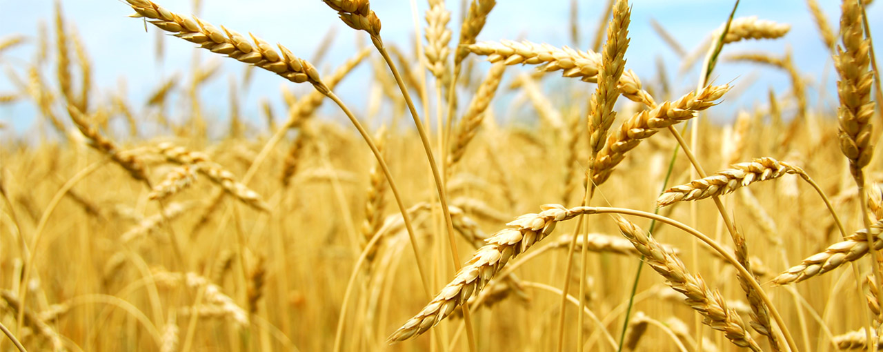 Wheat field